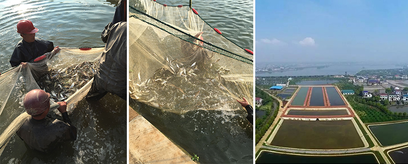 千龍湖鲌魚養殖基地