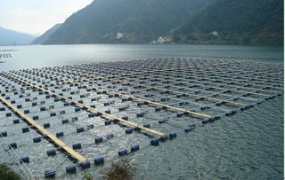 中國網(wǎng) 科技力量推動通威發(fā)展 通威30年 暨 科技的力量 新聞發(fā)布會在蓉舉行