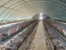 大棚骨架機,養殖大棚骨架機,新型溫室大棚安陽博利