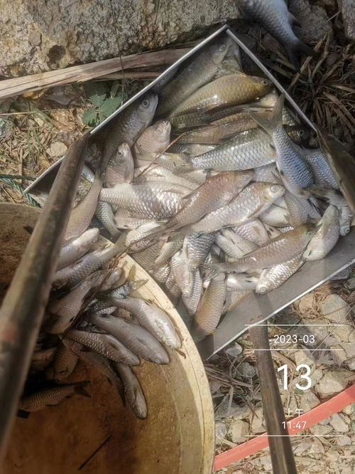 水產(chǎn)養(yǎng)殖想掙錢,七分看技術(shù),三分看運(yùn)氣,不服不行 出血 芽孢 魚塘 體表 細(xì)菌性 網(wǎng)易訂閱