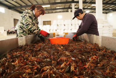 安徽農(nóng)墾華陽河農(nóng)場:又到捕蝦好時節(jié)