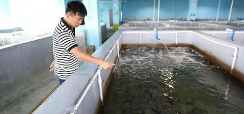 文昌馮家灣再造 蝦苗谷 ,水產養殖邁入綠色發展時代