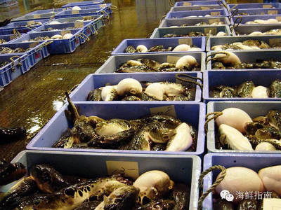 往期精選|美無度、禍無涯:紅鰭東方鲀,美味與毒性并存