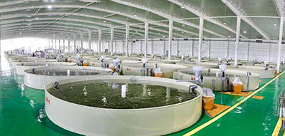 走進(jìn)濟(jì)寧:探秘山東省體量最大的智慧漁業(yè)育種車間!