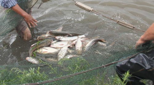 疫情期間如何做好育苗養(yǎng)殖防病運輸 農(nóng)業(yè)農(nóng)村部發(fā)布 春季水產(chǎn)養(yǎng)殖技術(shù)操作指南