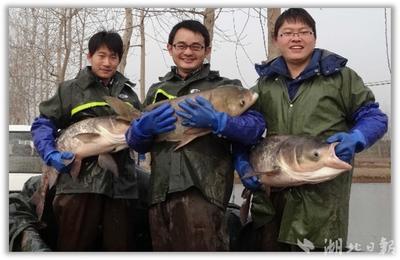 二十余年攻關(guān)"一條魚" 胖頭魚首個選育品種"中科佳鳙1號"通過審定