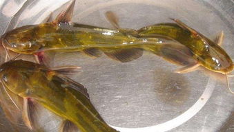 不一樣水產(chǎn)養(yǎng)殖,全雄黃顙魚(yú)該如何養(yǎng)殖 池塘成魚(yú)養(yǎng)殖技術(shù)須知曉