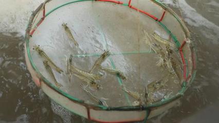 渤海水產自主研發&ldquo;廣泰一號&rdquo;種蝦讓對蝦養殖有了中國&ldquo;芯&rdquo;