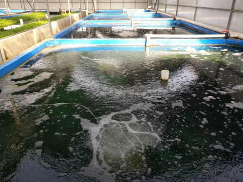 捍衛(wèi)食材安全 京城老漁 北京 農(nóng)業(yè)科技園區(qū) 獲評水產(chǎn)健康養(yǎng)殖示范場