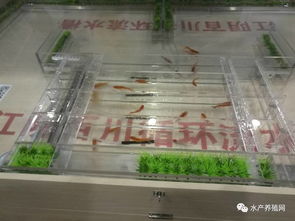 這才是屬于水產(chǎn)養(yǎng)殖人自己的展會,100多家動保 設(shè)備 飼料企業(yè)齊聚華中,帶來新產(chǎn)品 新技術(shù) 新模式