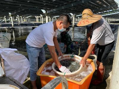 鄉(xiāng)村振興 | 綠色養(yǎng)殖技術(shù)加持 南美白對蝦變身脆甜致富蝦