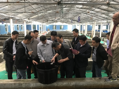 全國(guó)水產(chǎn)技術(shù)推廣總站張鋒書記到晉江福大鮑魚水產(chǎn)調(diào)研