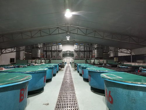 浙江省淡水水產(chǎn)研究所疫情防控期間技術(shù)指導(dǎo)手冊(cè)八 光唇魚養(yǎng)殖管理技術(shù)