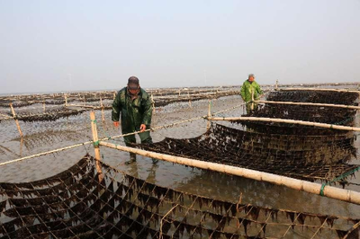 江蘇省農(nóng)業(yè)農(nóng)村廳 全省農(nóng)業(yè)信息聯(lián)播 破難題、強(qiáng)加工、重銷售 如東條斑紫菜迎來(lái)新高峰