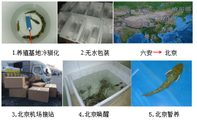 【經(jīng)典案例】水產(chǎn)品無水活運技術(shù)集成應用案例