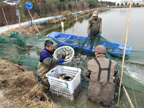 黃石陽新 陶港鱖魚 游 進江蘇水產市場