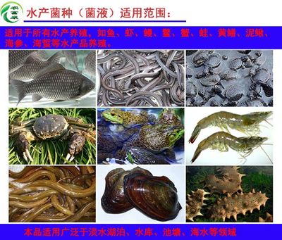 水產(chǎn)養(yǎng)殖使用em益生菌的功能好處都有哪些