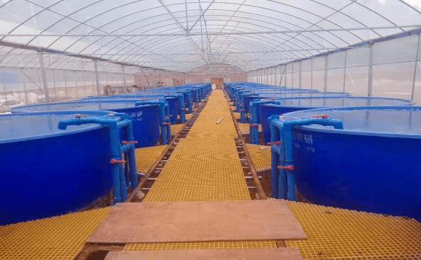 細(xì)心研發(fā)了專屬的循環(huán)水生態(tài)養(yǎng)殖設(shè)備,開發(fā)出水產(chǎn)生態(tài)循環(huán)圈.