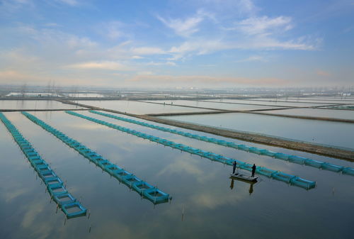 回訪代言人 共享豐收樂 大養(yǎng)蟹到養(yǎng)大蟹,泗洪大閘蟹 鉗 住財(cái)富