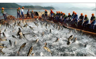 專(zhuān)訪卓振智能蔡成想 增氧機(jī)控制器讓水產(chǎn)養(yǎng)殖具有智慧