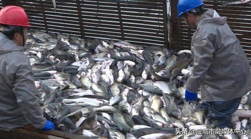 10萬(wàn)公斤鮮魚(yú),每天從這里 游 向全國(guó)