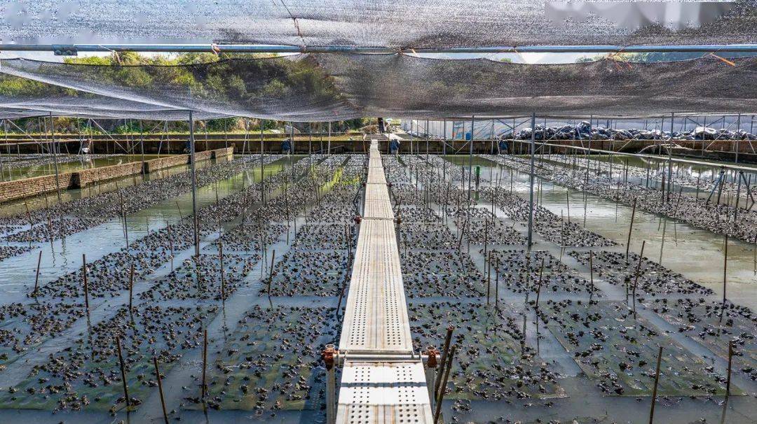 國家種業陣型企業丨中洋集團助力河鲀、蛙類&ldquo;破難題&rdquo;