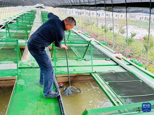 集裝箱養(yǎng)魚 工廠化種菜 武漢都市農業(yè) 新花樣