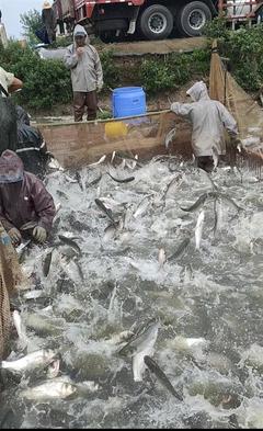 水產品普獲豐收 農業(yè)專家:江城淡水魚價將繼續(xù)走低