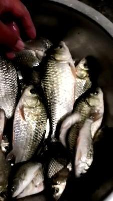 水產養(yǎng)殖的種植型養(yǎng)殖 畜牧型養(yǎng)殖 水產型養(yǎng)殖三大技術模式