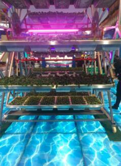 【記者觀察】信息技術(shù)的發(fā)展給傳統(tǒng)農(nóng)業(yè)帶來(lái)了怎樣的改變?