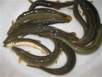 河南泥鰍養殖基地鄭州泥鰍養殖技術