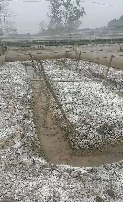 水產養殖藥清塘的必要性 從不清塘的危害說起